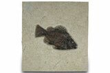 Fantastic Fossil Fish (Priscacara) - Wyoming #309844-1